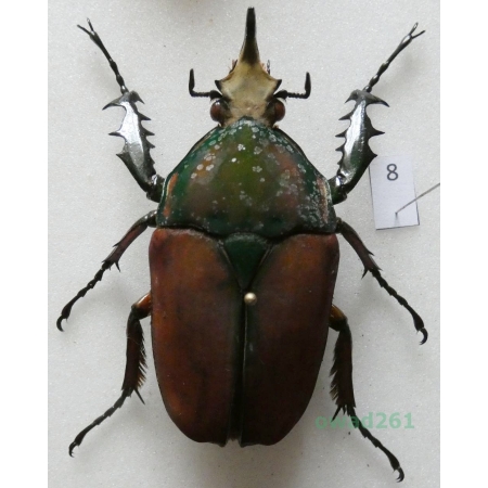 Mecynorhina ugandensis (Moser, 1907) male ex. ovo Uganda8